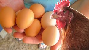 Image result for When Hens Lay Their Eggs images