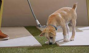 how to potty train a dog in 7 days
