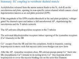 cap 17 canvas muscle physiology part a