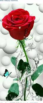 vry vry beautiful rose dp images