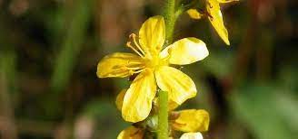 Meaning, they were here long before us and some of scientifically known as jasminum nudiflorum, this flowering shrub has white or yellow flowers, is deciduous (flowers falls. Wildflower Gallery Grow Wild