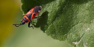 organic gardening repel bugs naturally