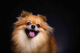 40 pomeranian dog facts that are too