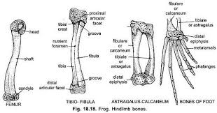 This lengthy bone connects with the knee at one finish and the ankle on the different. Endoskeleton Of Indian Frog With Diagram Chordata Zoology