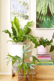 18 Most Beautiful Indoor Plants 5