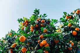 orange tree fruit and tangerine hd 4k