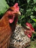 Pourquoi les poules pondent des œufs sans coq ?