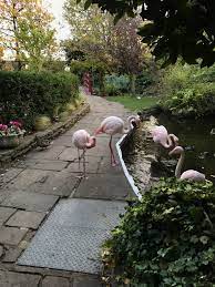 flamingos at the roof gardens