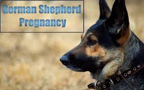 German Shepherd Pregnancy How Long And How Many Puppies