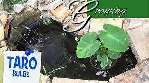 The secret is to plant them outdoors in the spring and bring growing elephant ear plants in pots. Taro Bulbs Growing Inexpensive Koi Fish Pond Eddo Plants Youtube