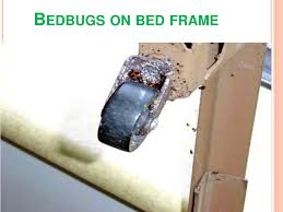 ppt bed bugs powerpoint presentation