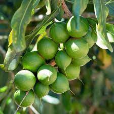 australian macadamia nuts plant