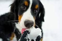 why-do-dogs-eat-ice-and-snow