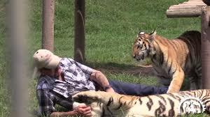 He croons ballads, shoots guns, and puts it all on youtube. Joe Exotic The Tiger King Playing With Young Tigers Youtube