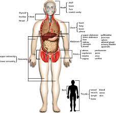 human body parts based on wikipedia