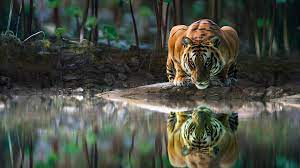 Tiger Glowing Eyes Drinking Water 4k ...