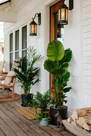 indoor plants outside for summer
