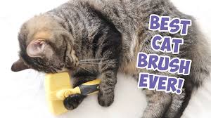 Some felines like to be. 8 Best Cat Brush For Shedding The Best Buying Guide I Love My Sweet Cats