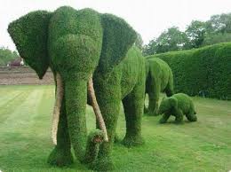 Making A Topiary Elephant A Living