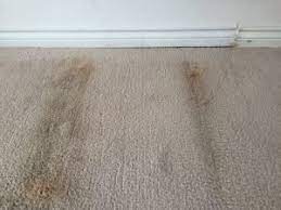 preventing carpet mold growth after a flood