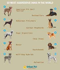 most aggressive dogs