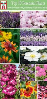 Top 10 Perennial Plants For Your Garden