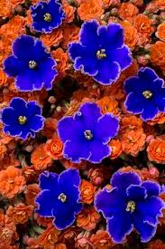 Image result for blue color flowers images