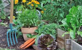 Plant An Edible Garden