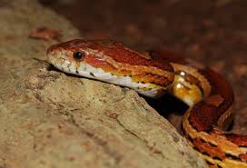 How To Care For Your Corn Snake Allan
