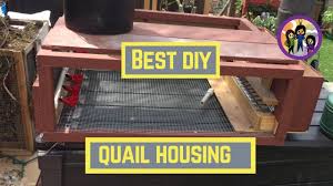 self cleaning coturnix quail cage