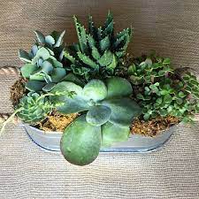 Succulent Dish Garden Ideas The Home