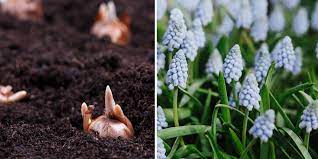 Planting Spring And Summer Bulbs