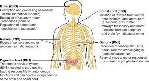 Nervous system sense central brain cord spinal vector human body health nerve poster touch biology cartoon children diagram neurology anatomical anatomy boy cute education flat fun healthcare hear illustration kids male medical medicine mind organ science. Central Nervous System Facts For Kids