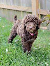 home of doodles poodles puppies