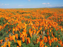 Image result for california flower bloom