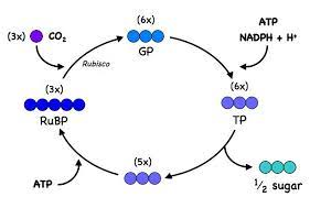 C4 Photosynthesis Bioninja