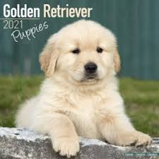golden retreiver puppy