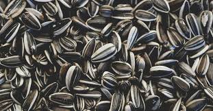 calories in sunflower seeds are they