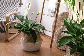 Plants Are Not Good For Home Vastu