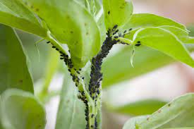 garden bugs insect pest management in