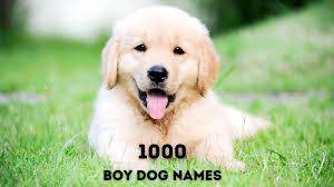 1000 boy dog names for your good boy