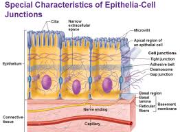 Epithelial Surface Features Flashcards