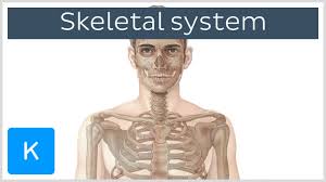 There are 206 bones and 640 muscles present in human body. Musculoskeletal System Anatomy And Functions Kenhub