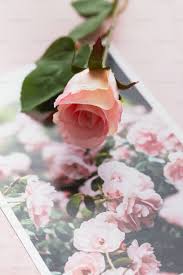 100+ Pink Rose Pictures [HD] | Download ...
