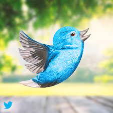 Real life twitter bird | Behance