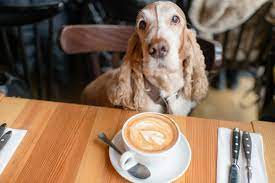 brilliant dog friendly cafes in london