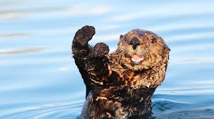 sea otter wallpaper 52 images