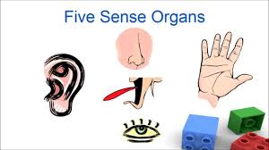 Sense organs for kids, Five senses for preschool and kindergarten children  - YouTube