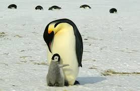 Emperor penguins are the ultimate giants of the penguin world. Emperor Penguin Description Habitat Image Diet And Interesting Facts