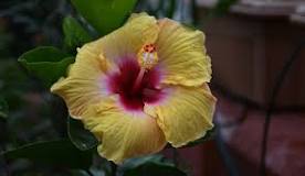 Image result for can you grow hibiscus in maine